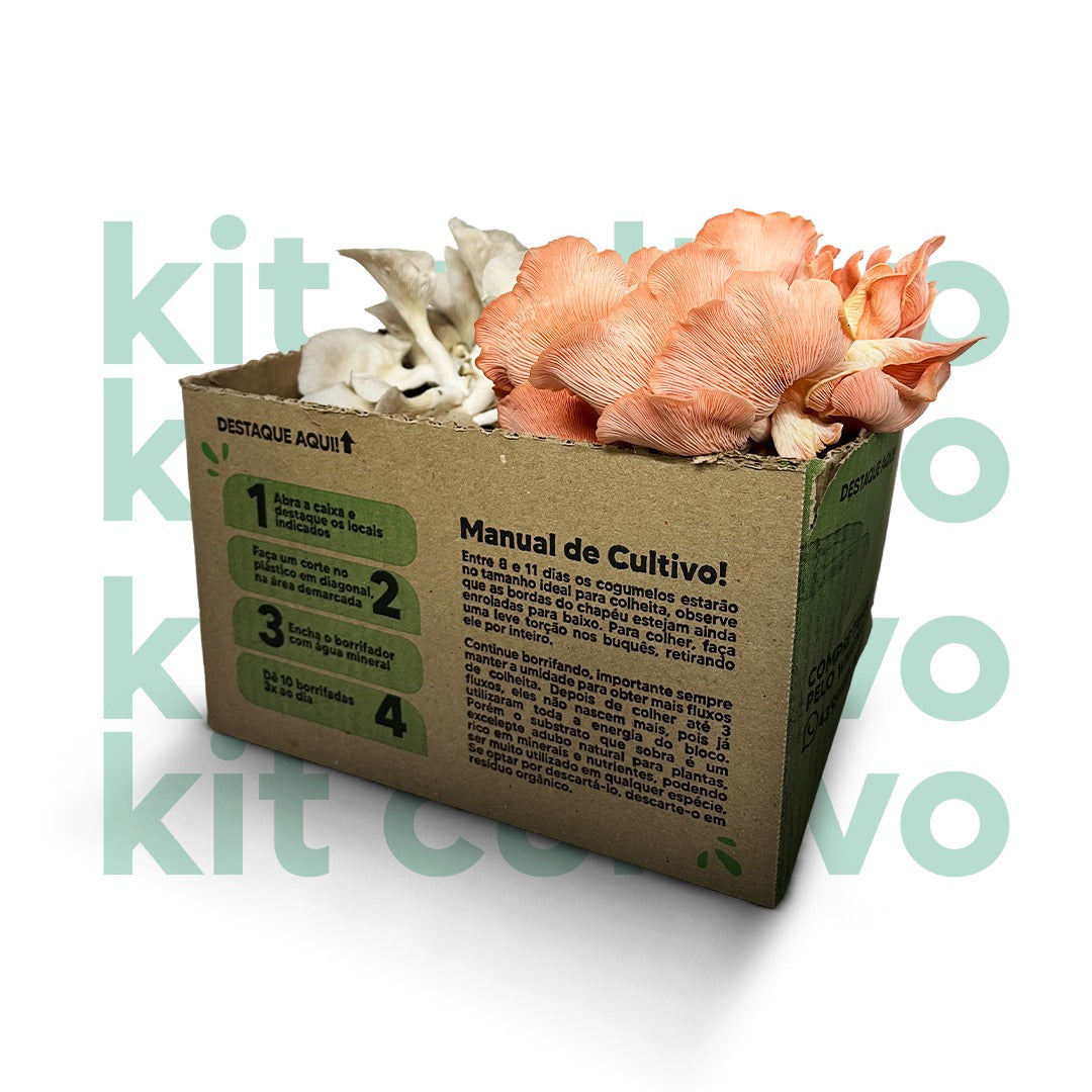 Kit Cultivo de Cogumelos Orgânicos3