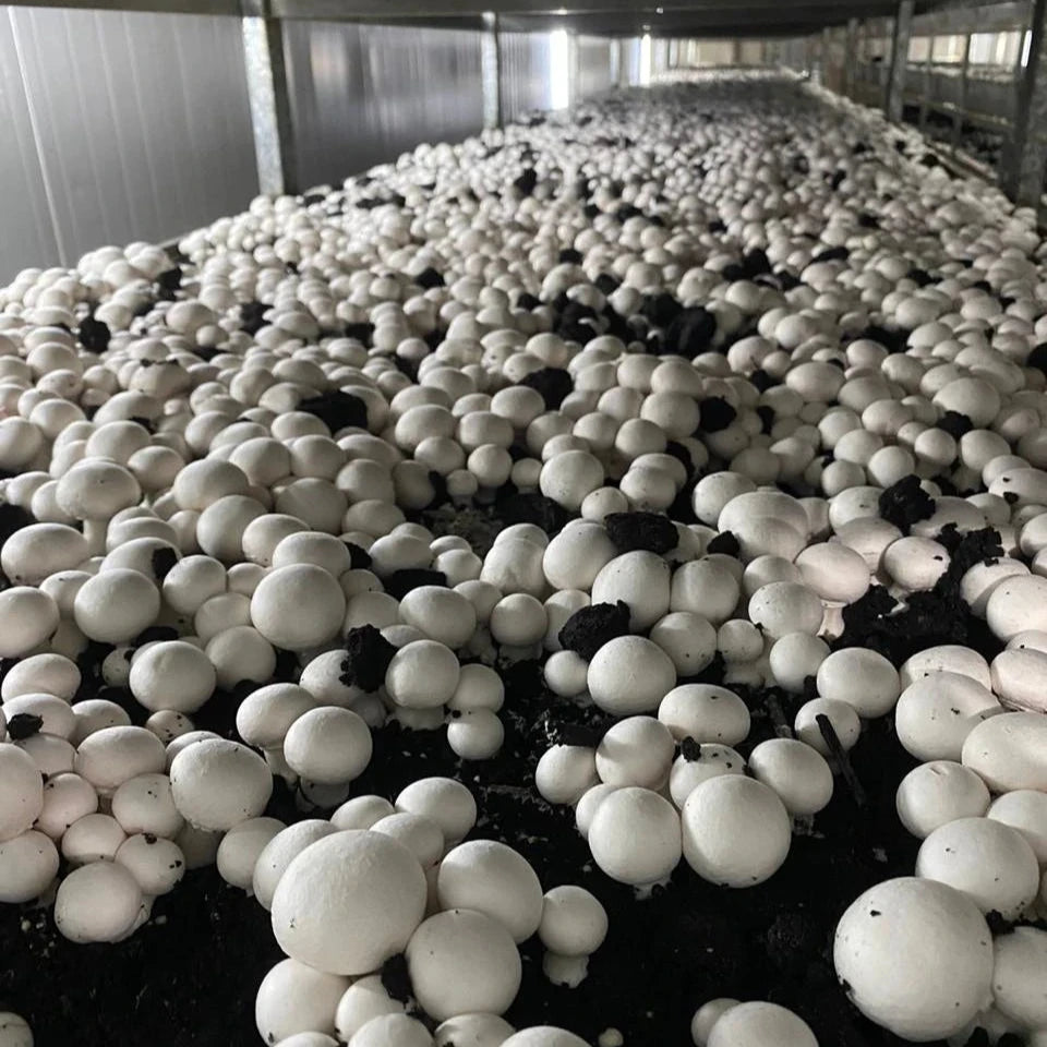 Cogumelo Paris In Natura Fungi