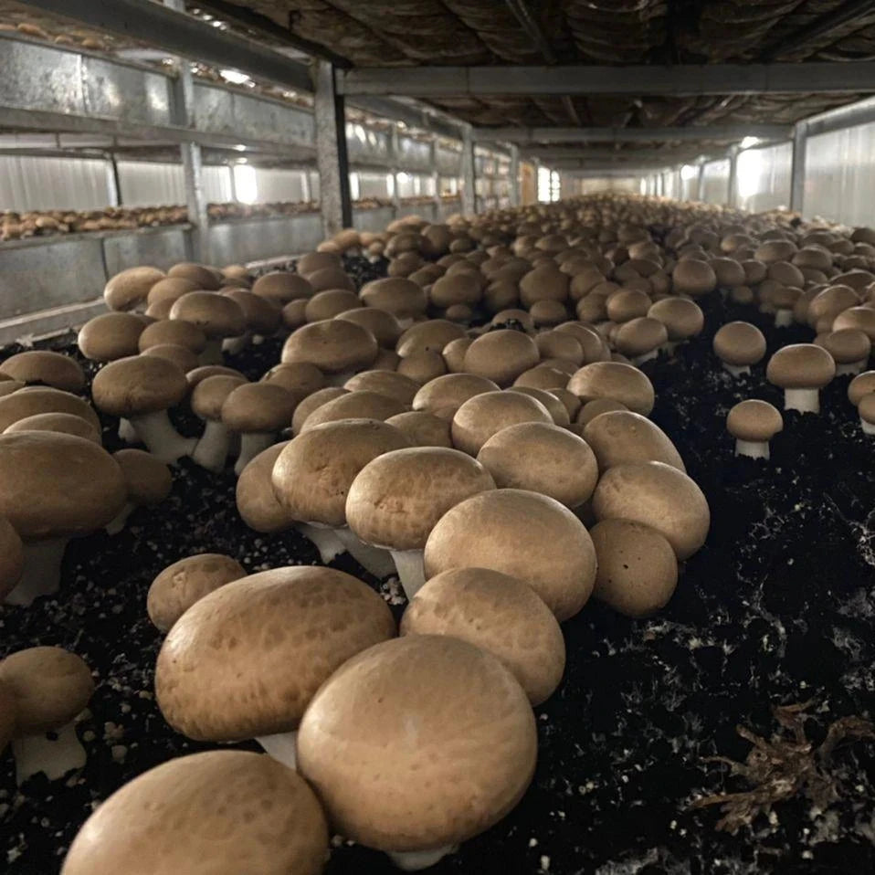 Cogumelo Castanho In Natura Fungi