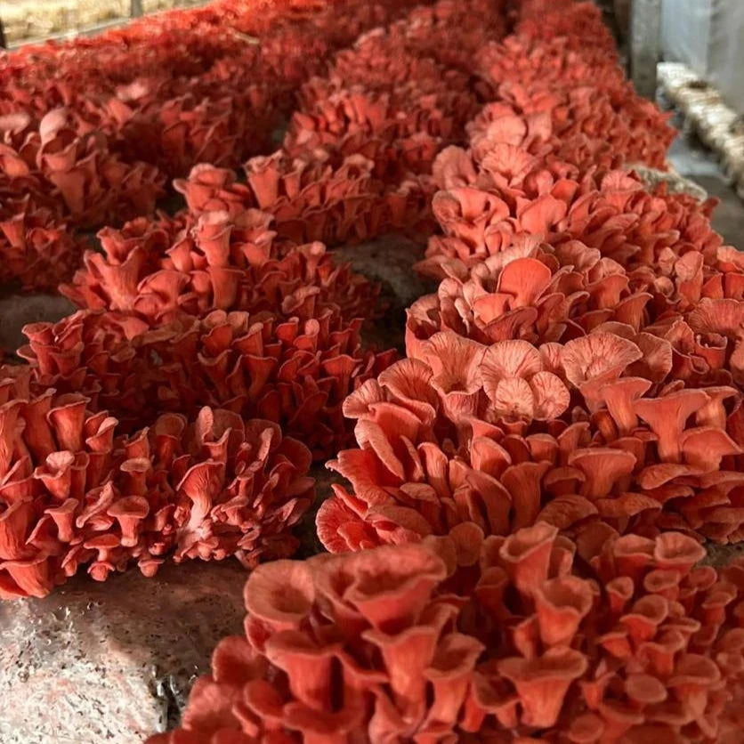 Kit Cultivo de Cogumelos Orgânicos