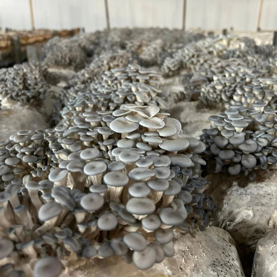 Kit Cultivo de Cogumelos Orgânicos