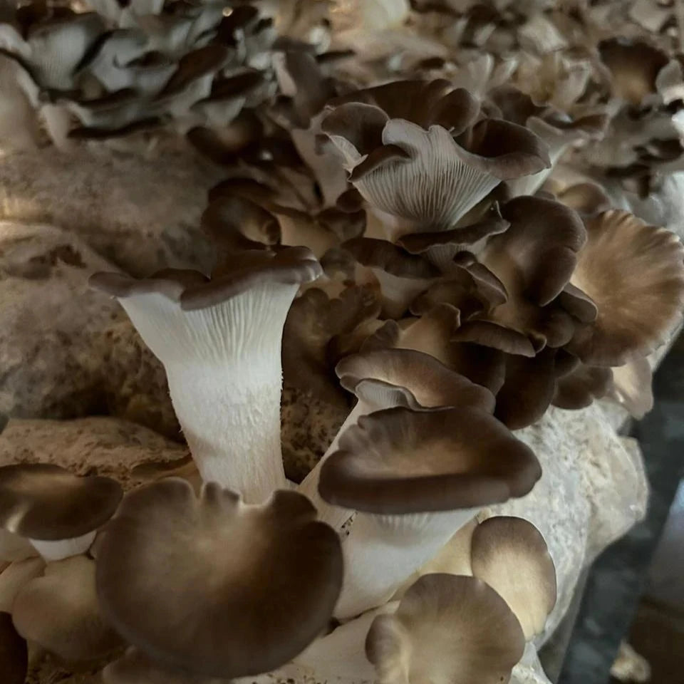 Cogumelo Europeu In Natura Fungi